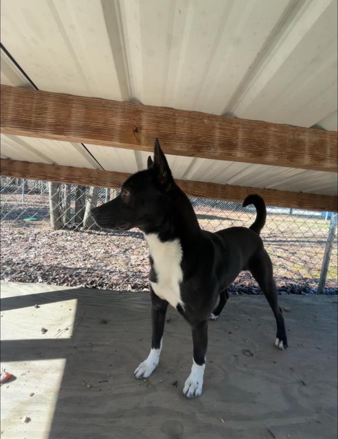 bret, Adoptable, Young Male Australian Cattle Dog / Blue Heeler & Border Collie.