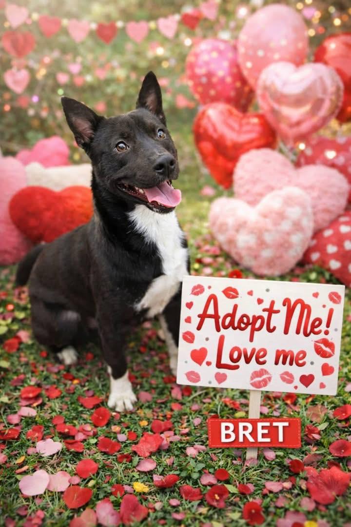 Enlarge bret, a Adoptable mixed breed in Bradenton, FL image 2/4