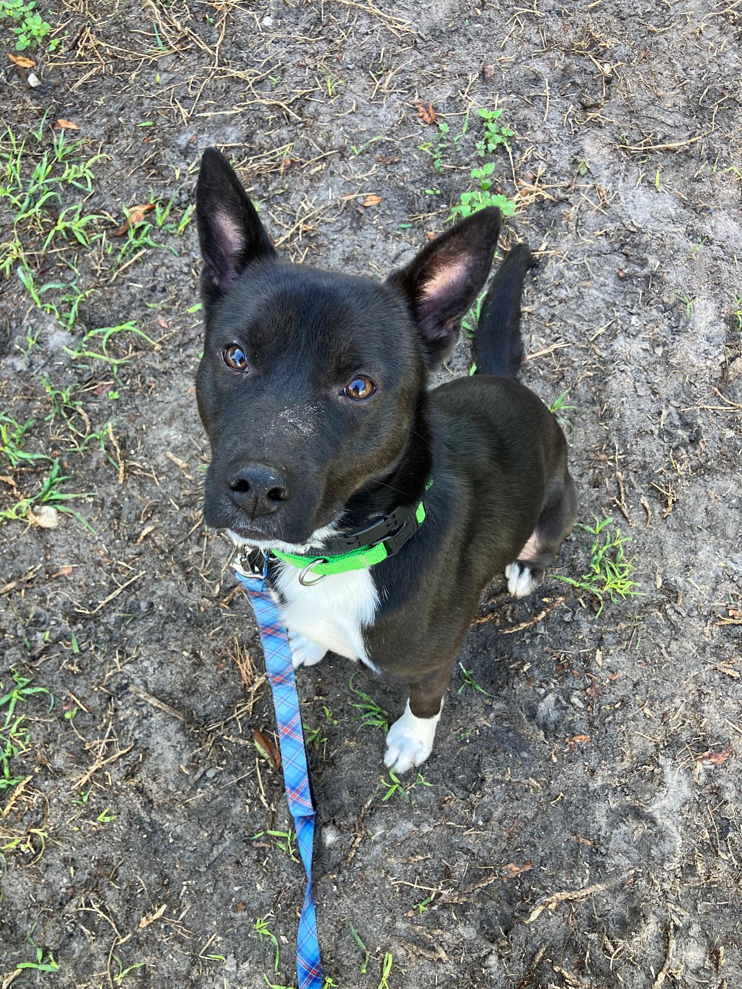 bret, a Adoptable mixed breed in Bradenton, FL image 3/6