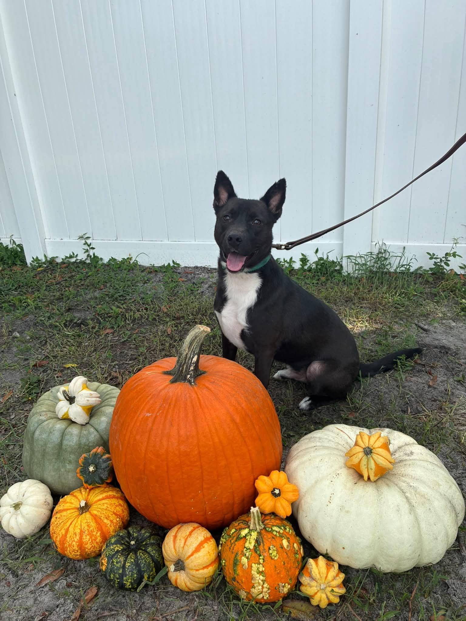 Enlarge bret, a Adoptable mixed breed in Bradenton, FL image 2/6