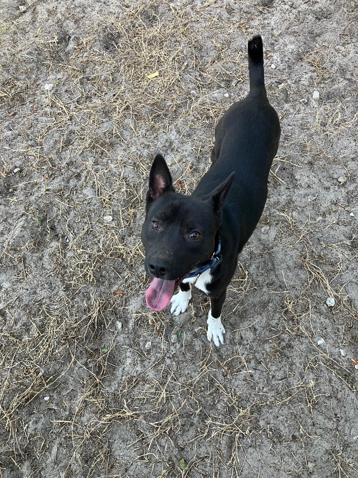 bret, a Adoptable mixed breed in Bradenton, FL image 4/6