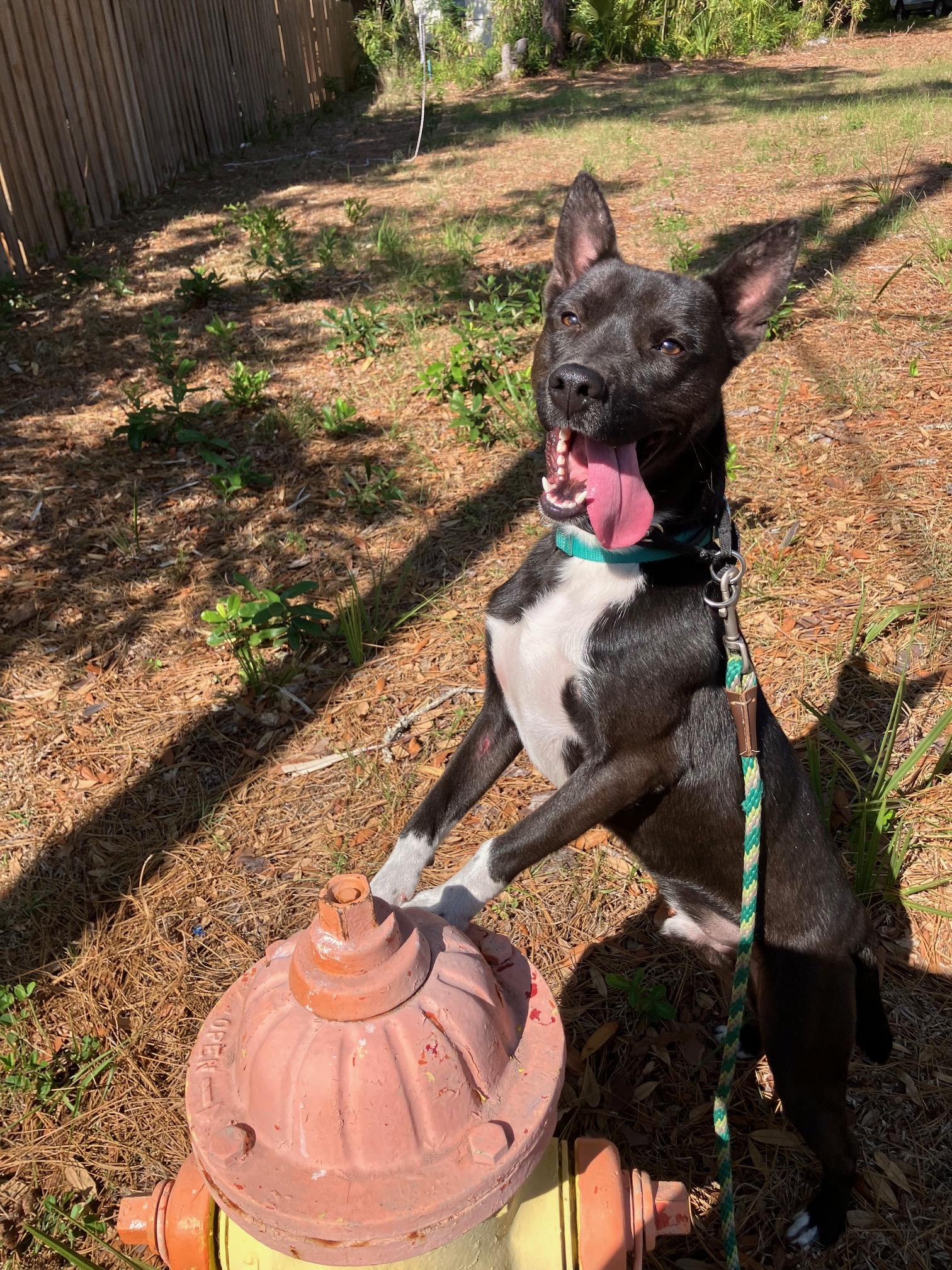 bret, a Adoptable mixed breed in Bradenton, FL image 5/6