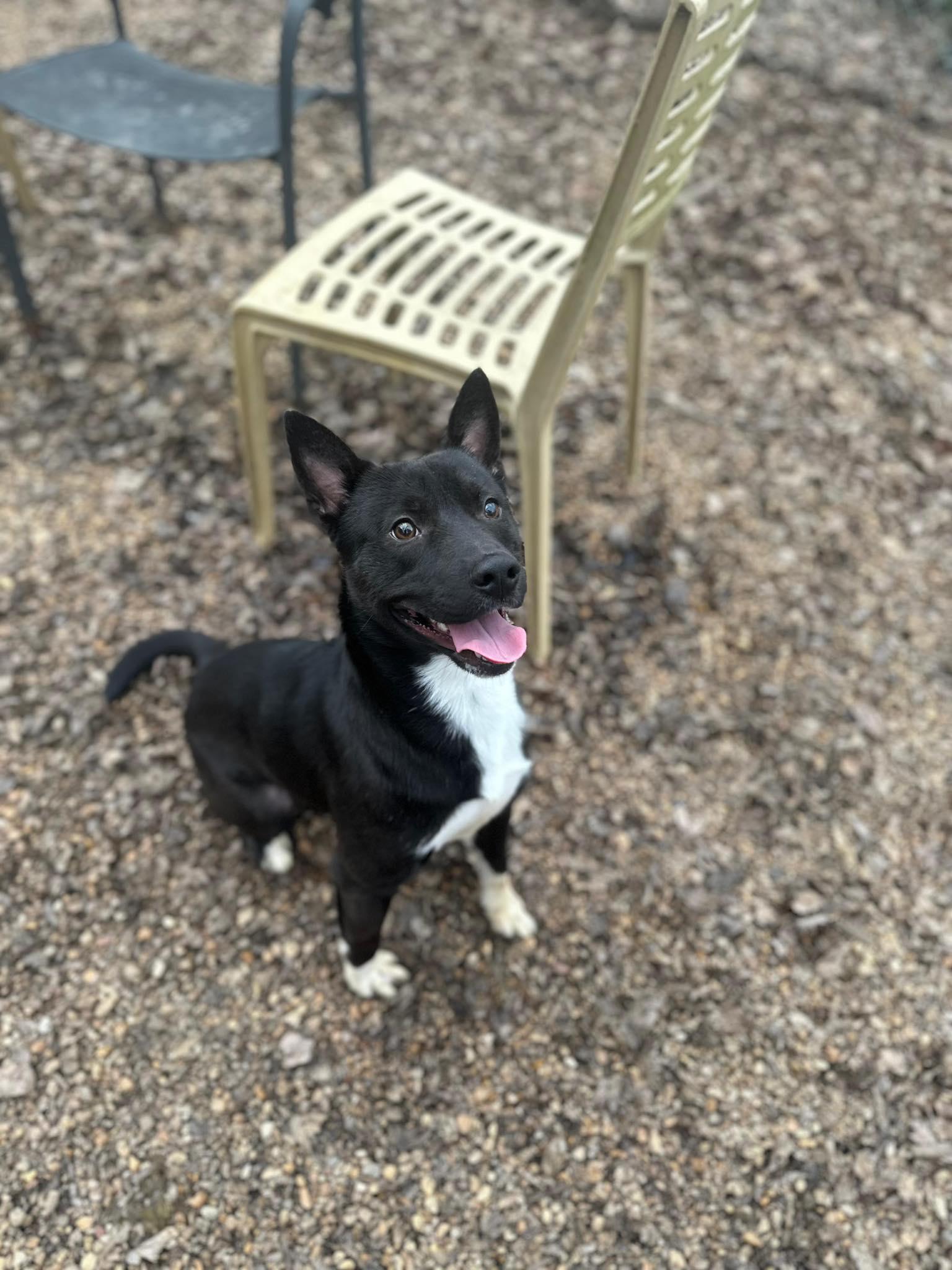 Enlarge bret, a Adoptable mixed breed in Bradenton, FL image 4/4