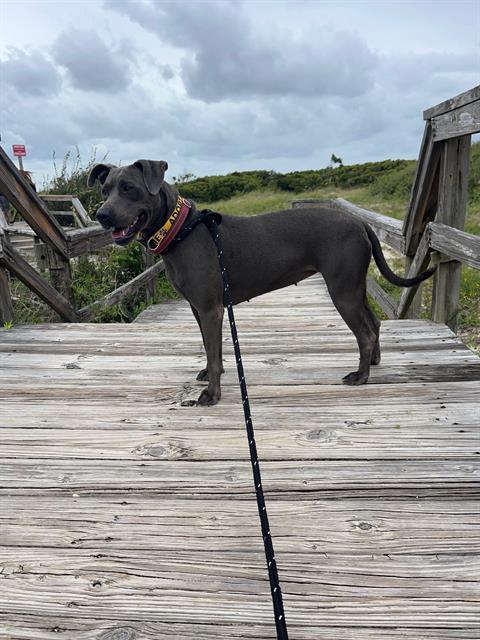 JOLENE, Adoptable, Adult Female Labrador Retriever & Mixed Breed.