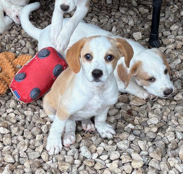 Pups 1-10, a ADOPTABLE mixed breed in Cairo, GA image 3/6