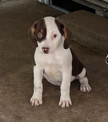 Pups 1-10, a ADOPTABLE mixed breed in Cairo, GA image 1/6