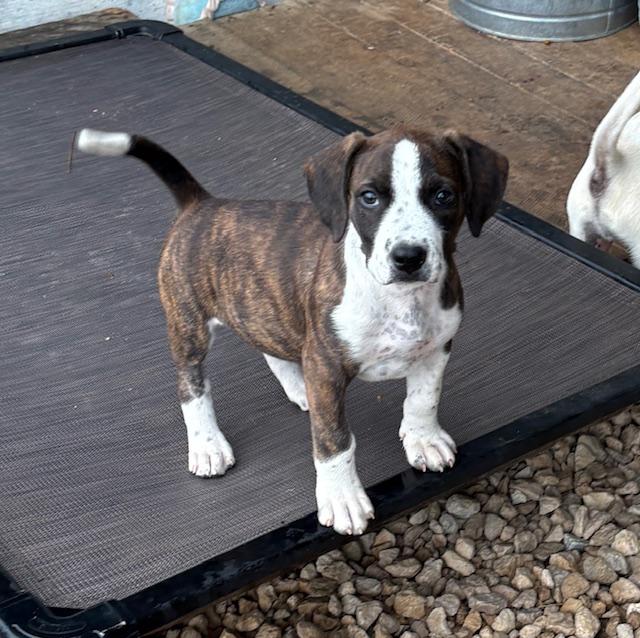 Pups 1-10, a ADOPTABLE mixed breed in Cairo, GA image 4/6