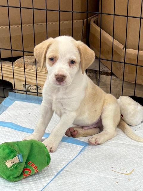 Pups 1-10, a ADOPTABLE mixed breed in Cairo, GA image 2/6