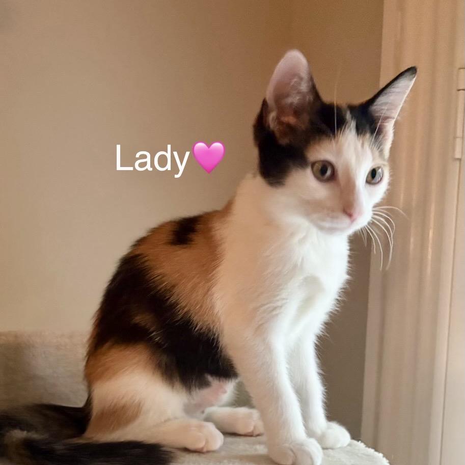 Enlarge Lady (Adopt with Jane), a Adoptable Domestic Short Hair in Peachtree City, GA image 2/4