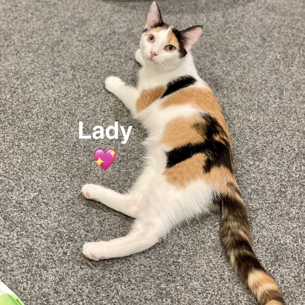 Enlarge Lady (Adopt with Jane), a Adoptable Domestic Short Hair in Peachtree City, GA image 1/4