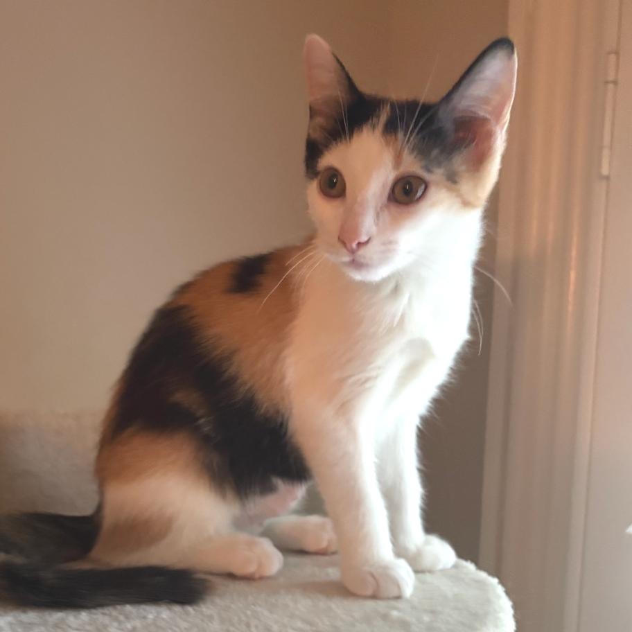Enlarge Lady (Adopt with Jane), a Adoptable Domestic Short Hair in Peachtree City, GA image 3/4