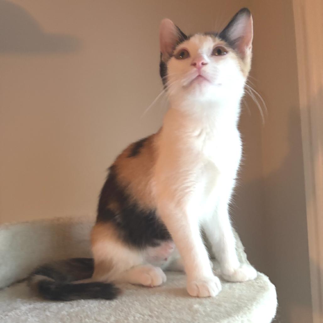 Enlarge Lady (Adopt with Jane), a Adoptable Domestic Short Hair in Peachtree City, GA image 4/4