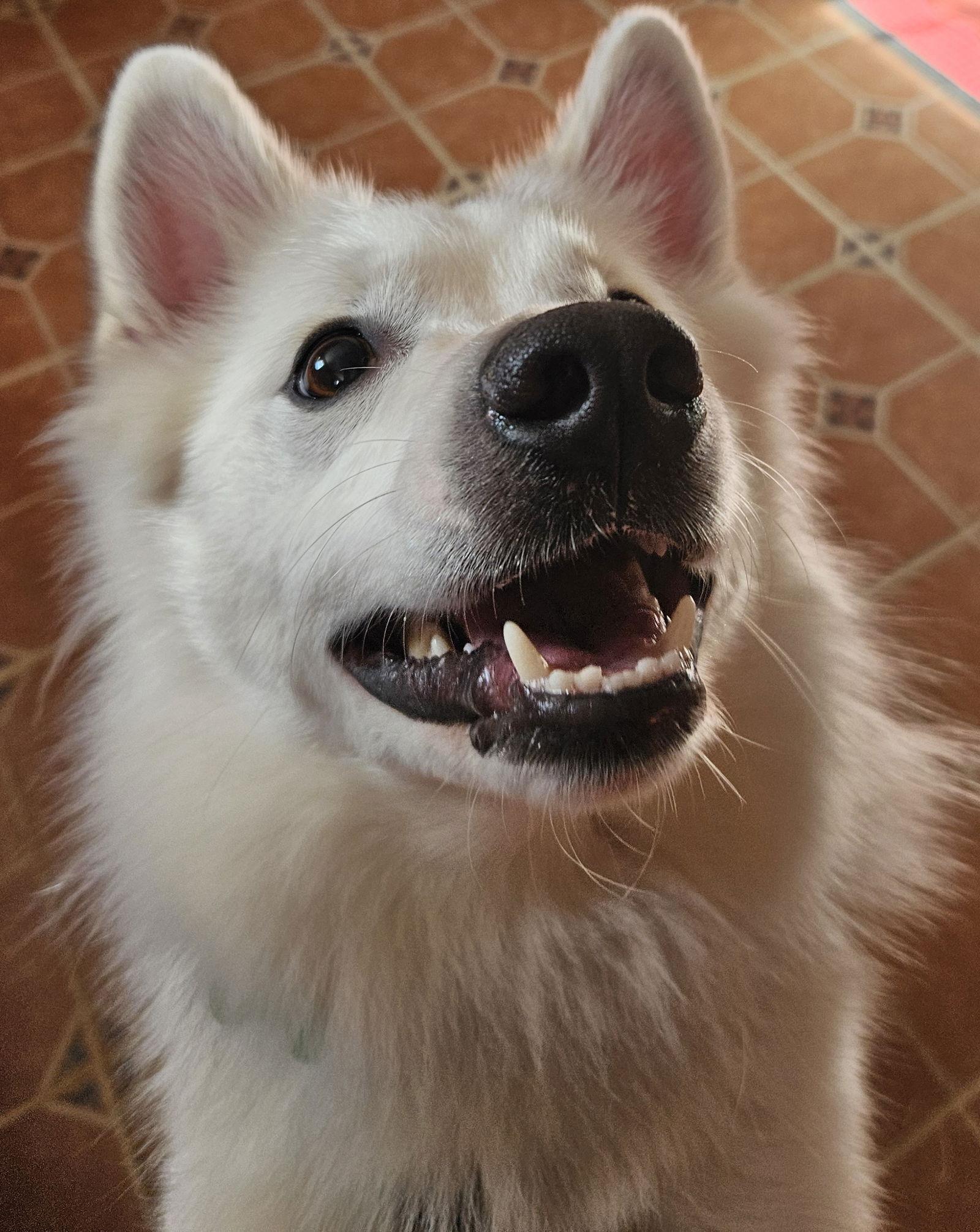 Georgie of MD, a Adopted American Eskimo Dog in Randallstown, MD image 1/3