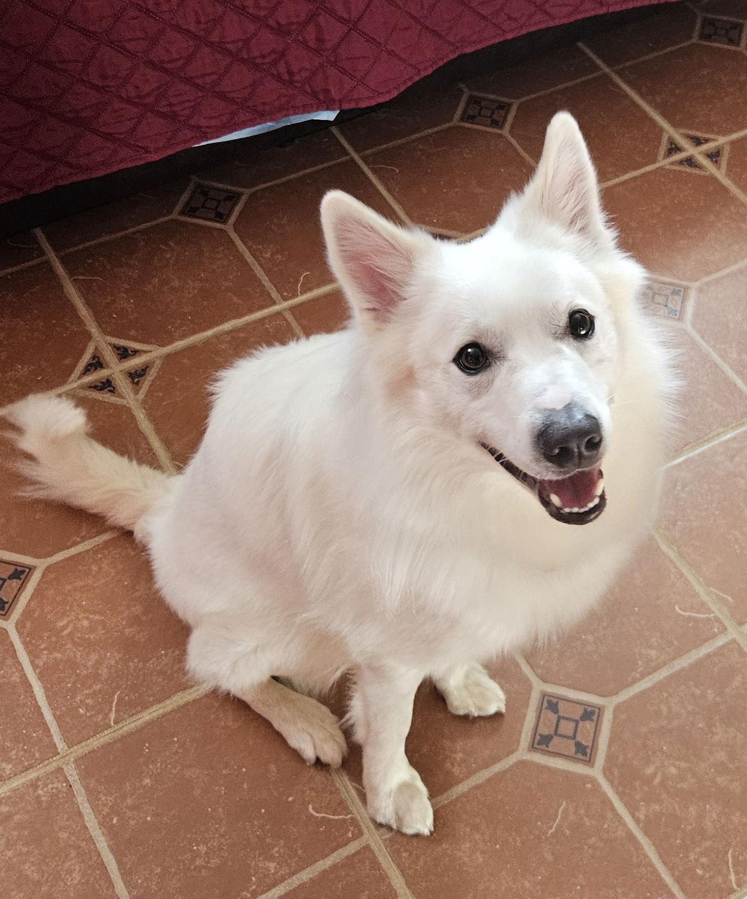 Georgie of MD, a Adopted American Eskimo Dog in Randallstown, MD image 2/3