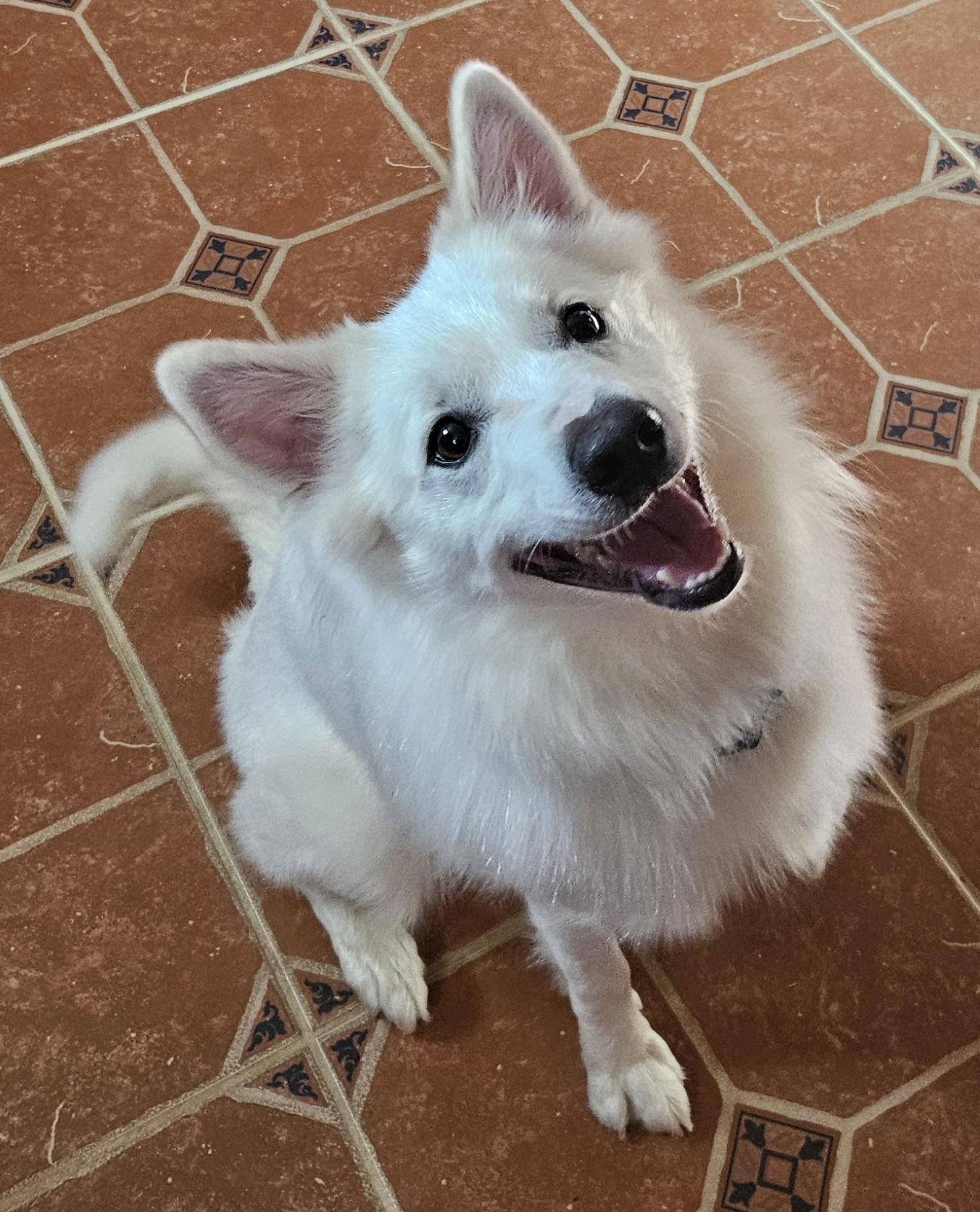 Georgie of MD, a Adopted American Eskimo Dog in Randallstown, MD image 3/3