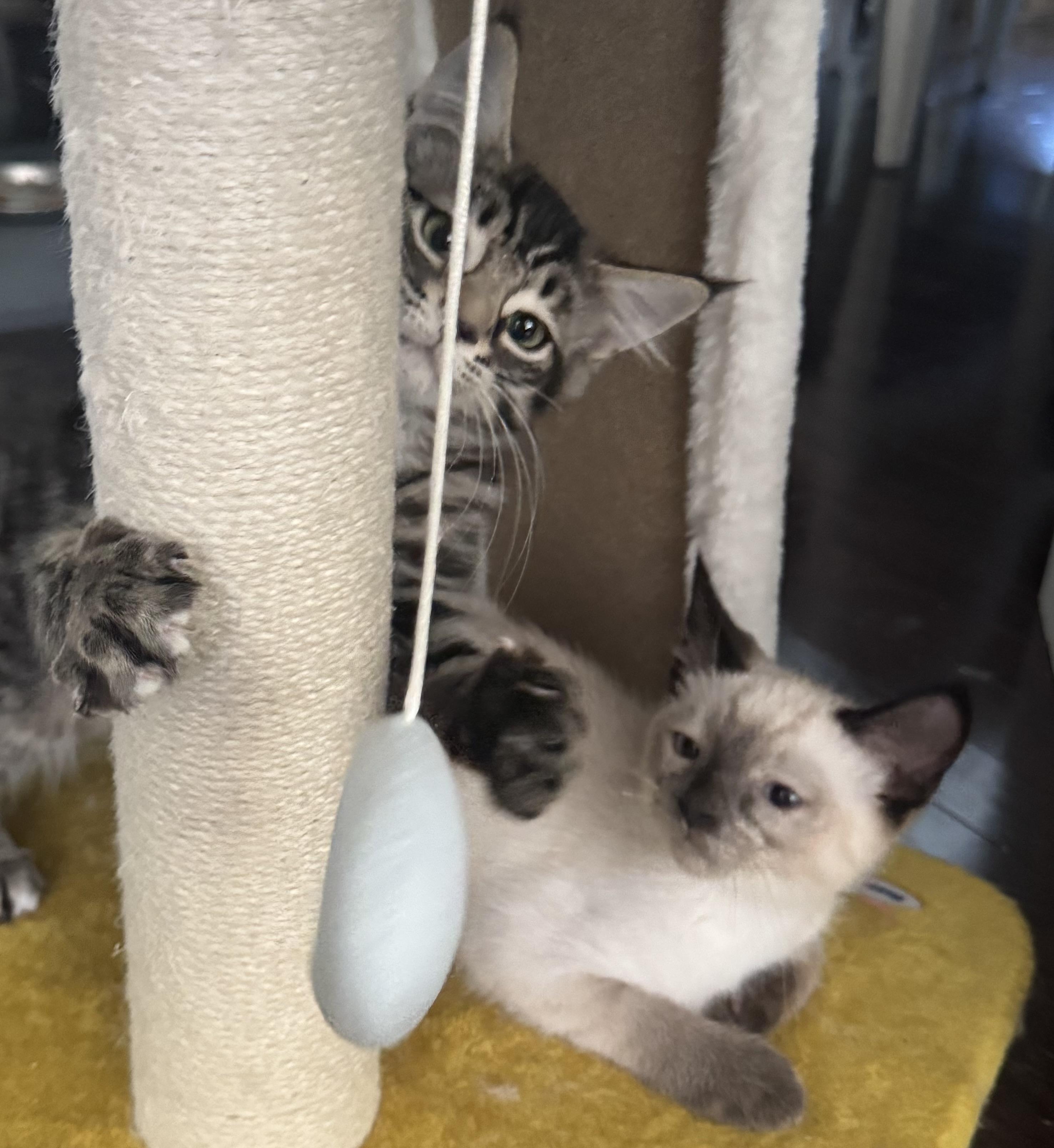 Bonded pair Diva & Divo - LEANNE CUSITAR, adopted, Kitten Male Maine Coon & Siamese.