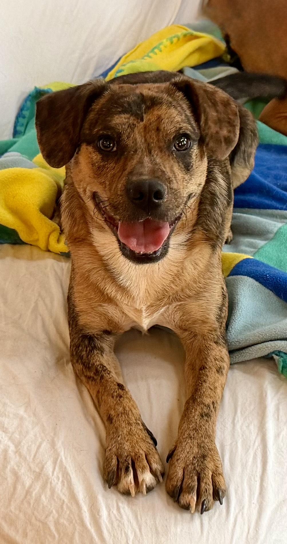 Enlarge Elliot, a Adoptable mixed breed in MORAVIAN FALLS, NC image 5/6