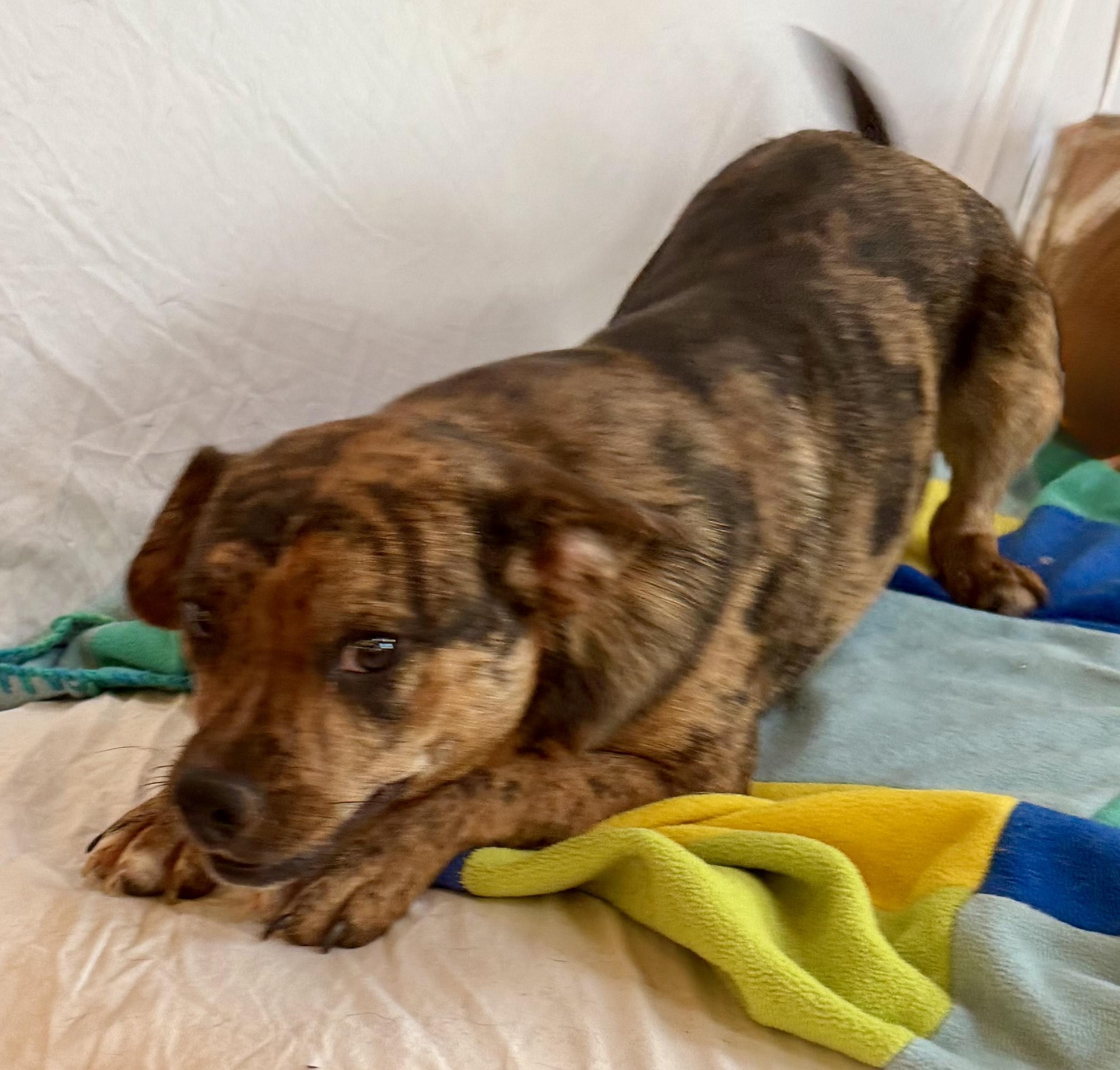 Enlarge Elliot, a Adoptable mixed breed in MORAVIAN FALLS, NC image 6/6