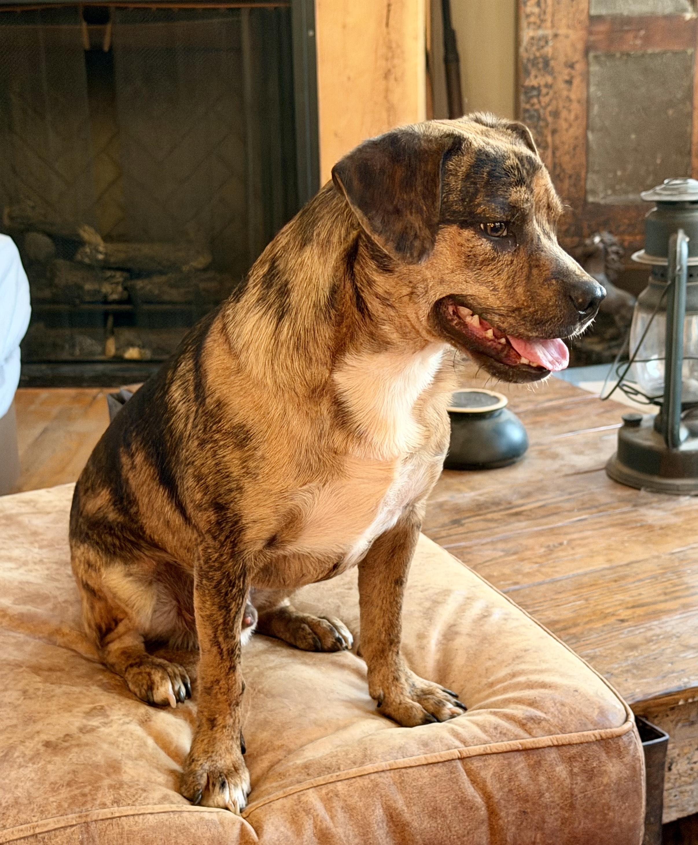 Enlarge Elliot, a Adoptable mixed breed in MORAVIAN FALLS, NC image 2/6