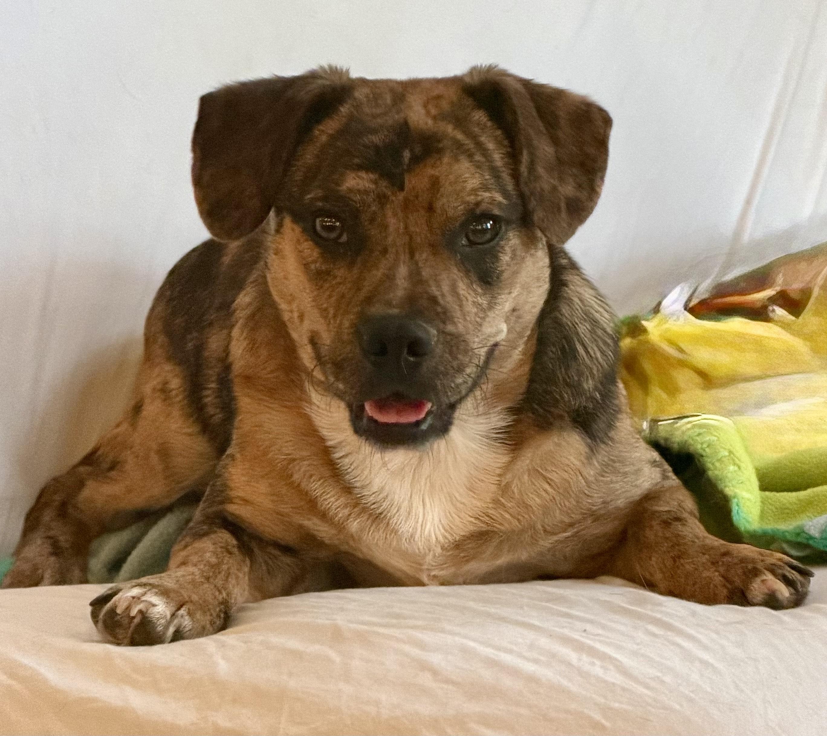 Enlarge Elliot, a Adoptable mixed breed in MORAVIAN FALLS, NC image 3/6