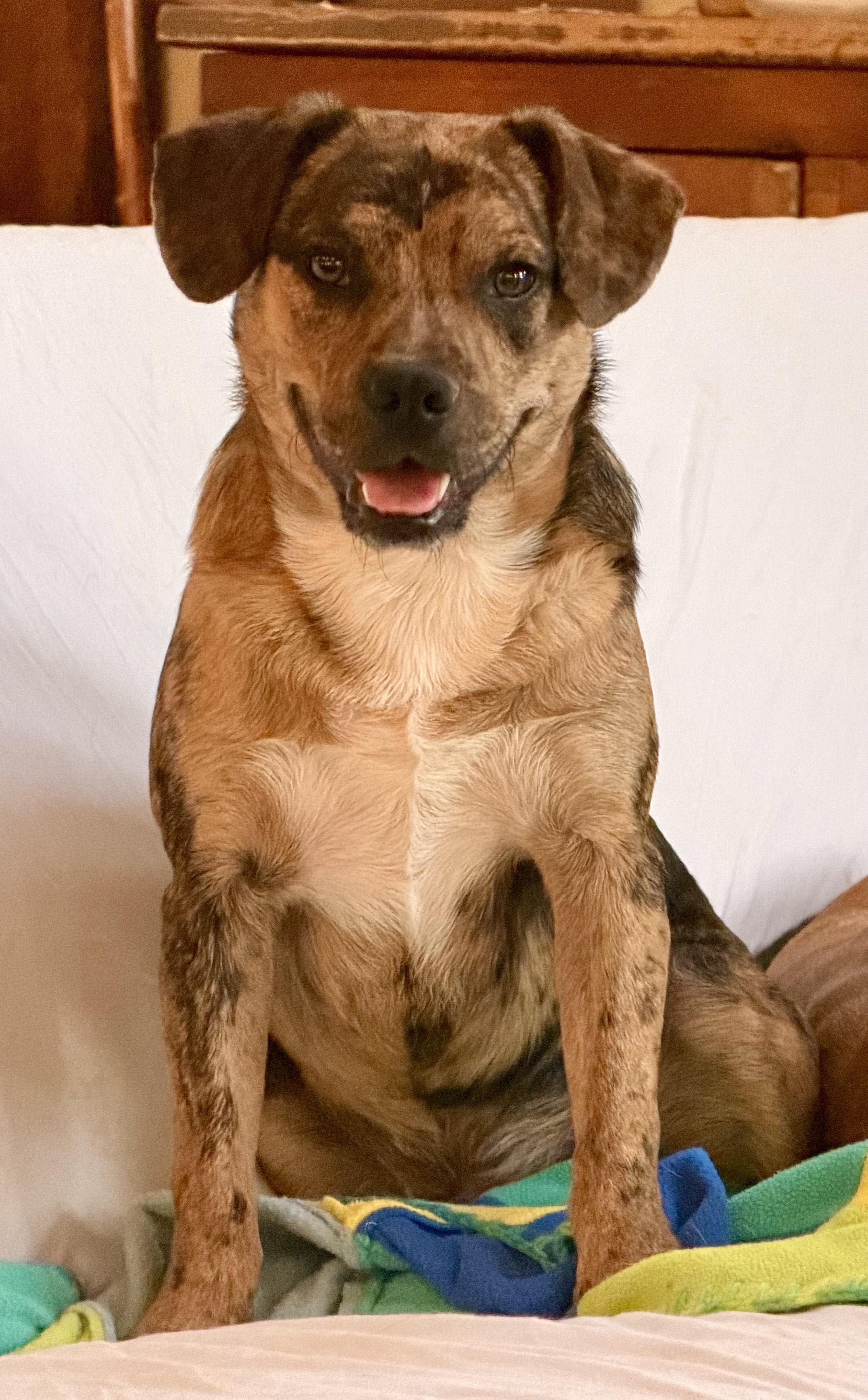 Enlarge Elliot, a Adoptable mixed breed in MORAVIAN FALLS, NC image 1/6