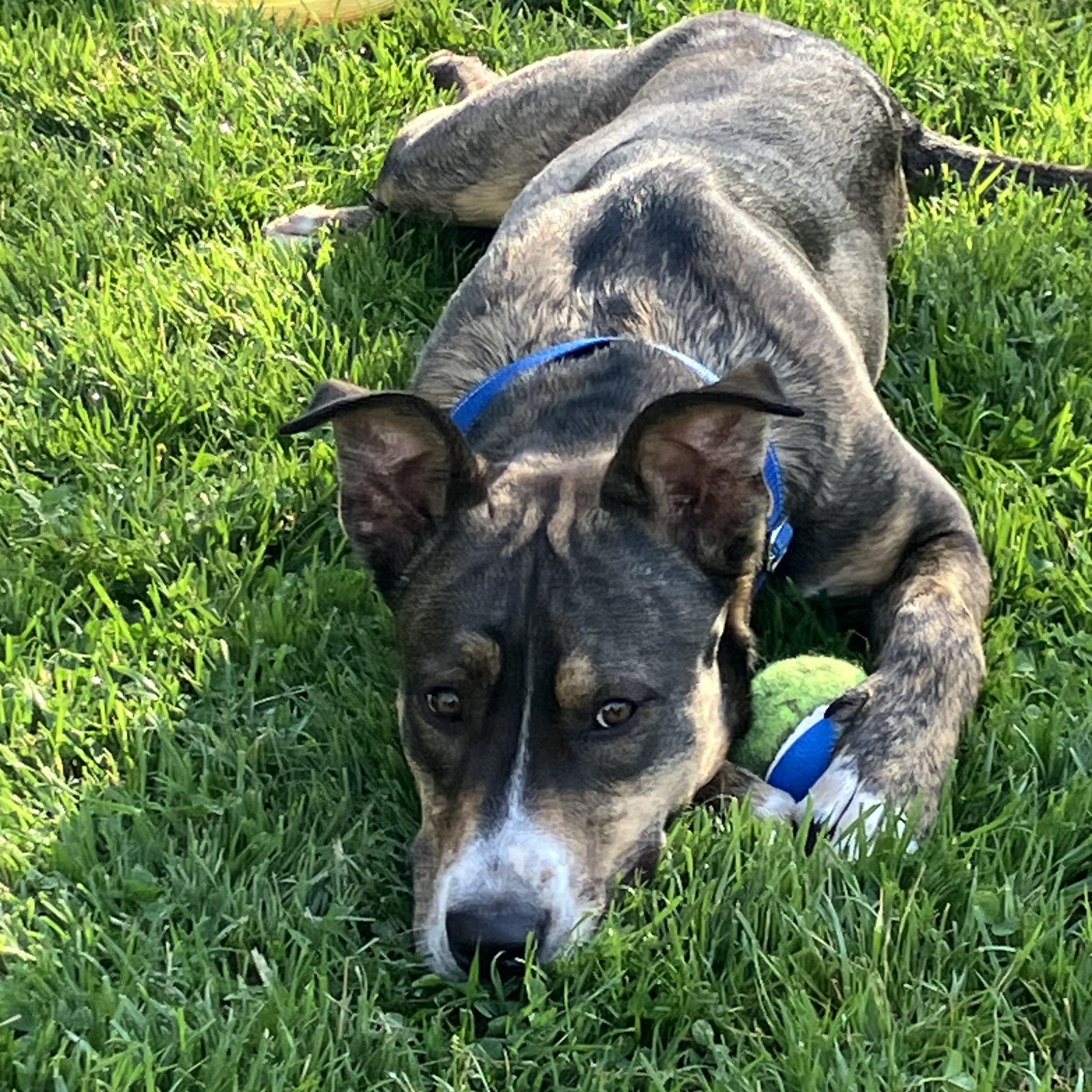 Enlarge Smores, a Adoptable mixed breed in Chatham, NJ image 5/6
