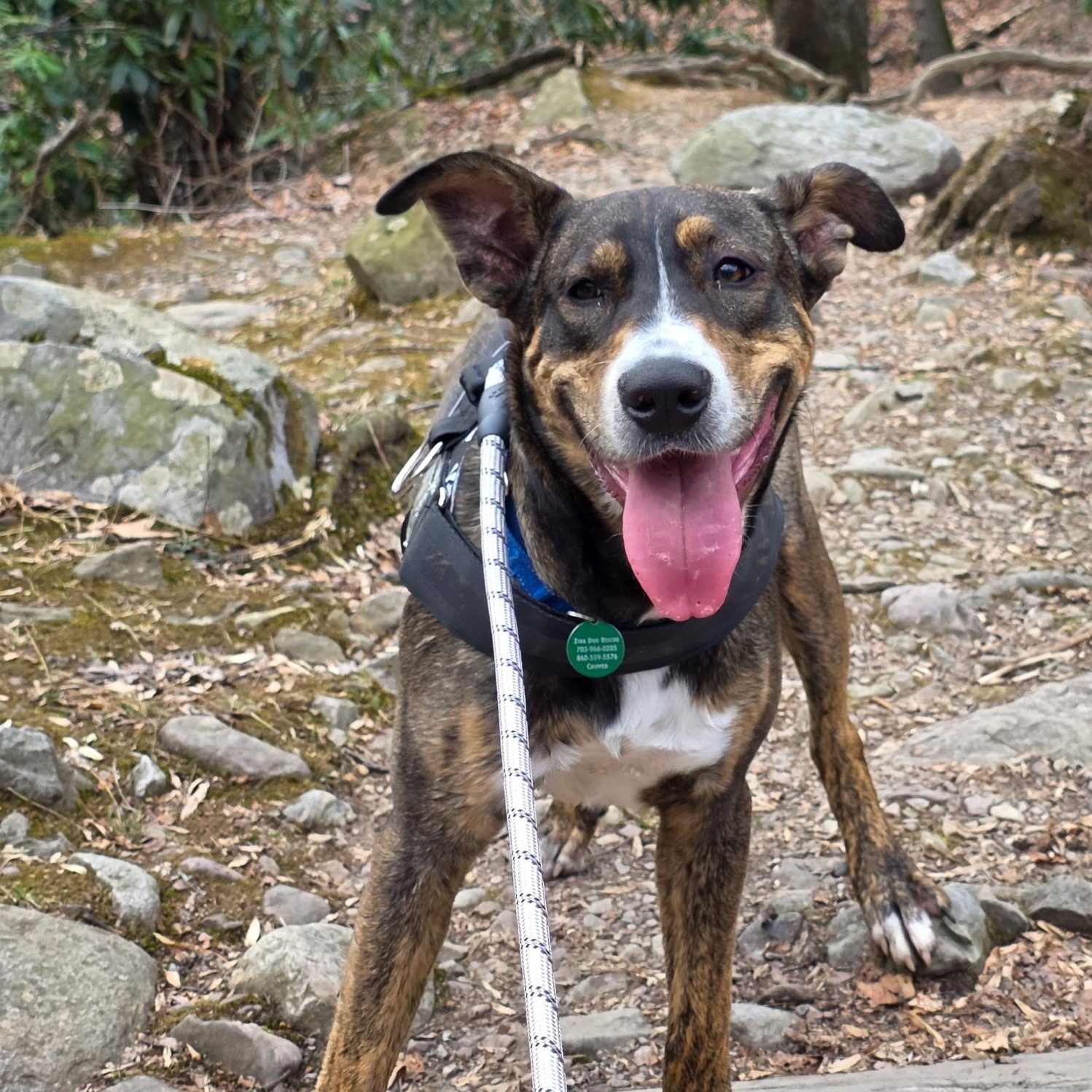 Enlarge Smores, a Adoptable mixed breed in Chatham, NJ image 2/6