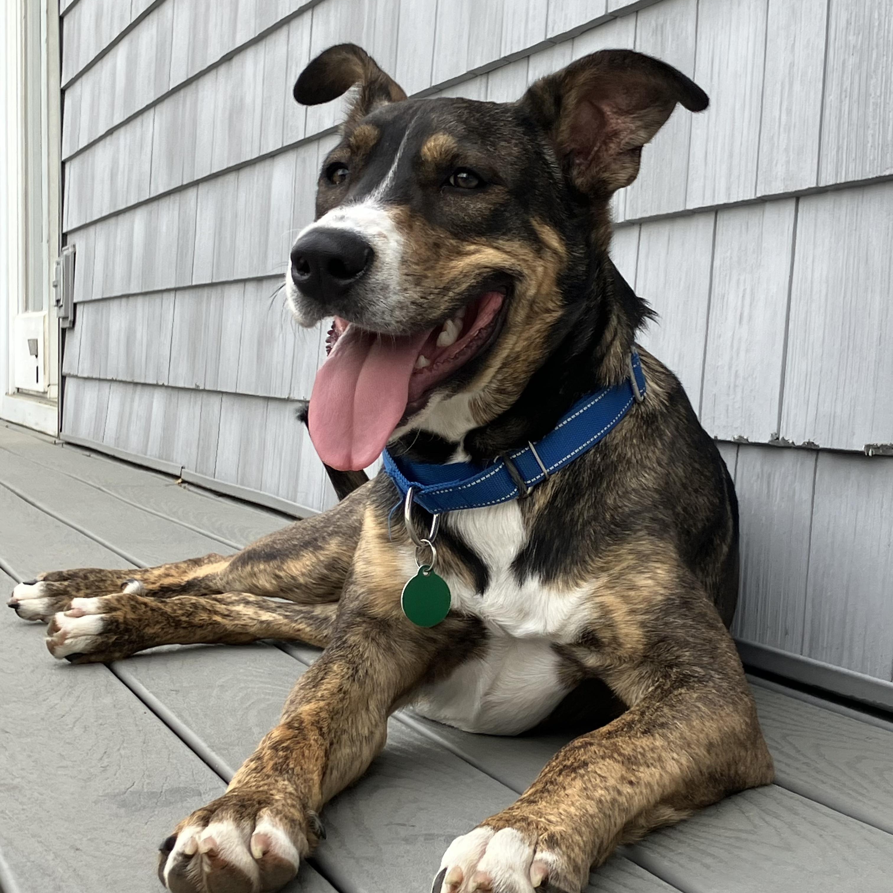 Smores, Adoptable, Young Male Black Mouth Cur & Catahoula Leopard Dog.