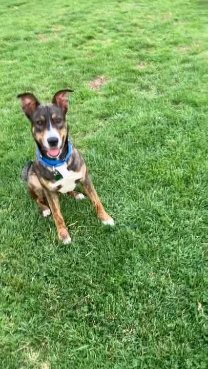 Enlarge Smores, a Adoptable mixed breed in Chatham, NJ video 6/6