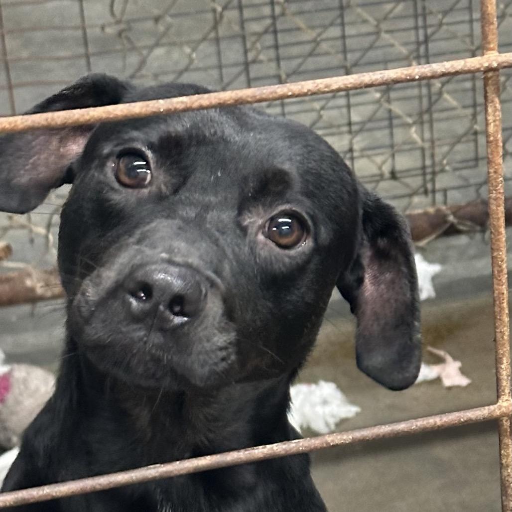 Enlarge Banks, a Adoptable Black Labrador Retriever in Princeton, KY image 1/1