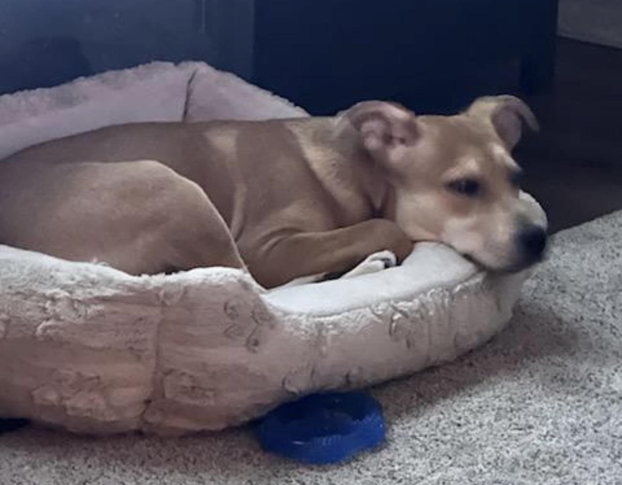 Enlarge Nala, a Adoptable mixed breed in Independence, MO image 3/3