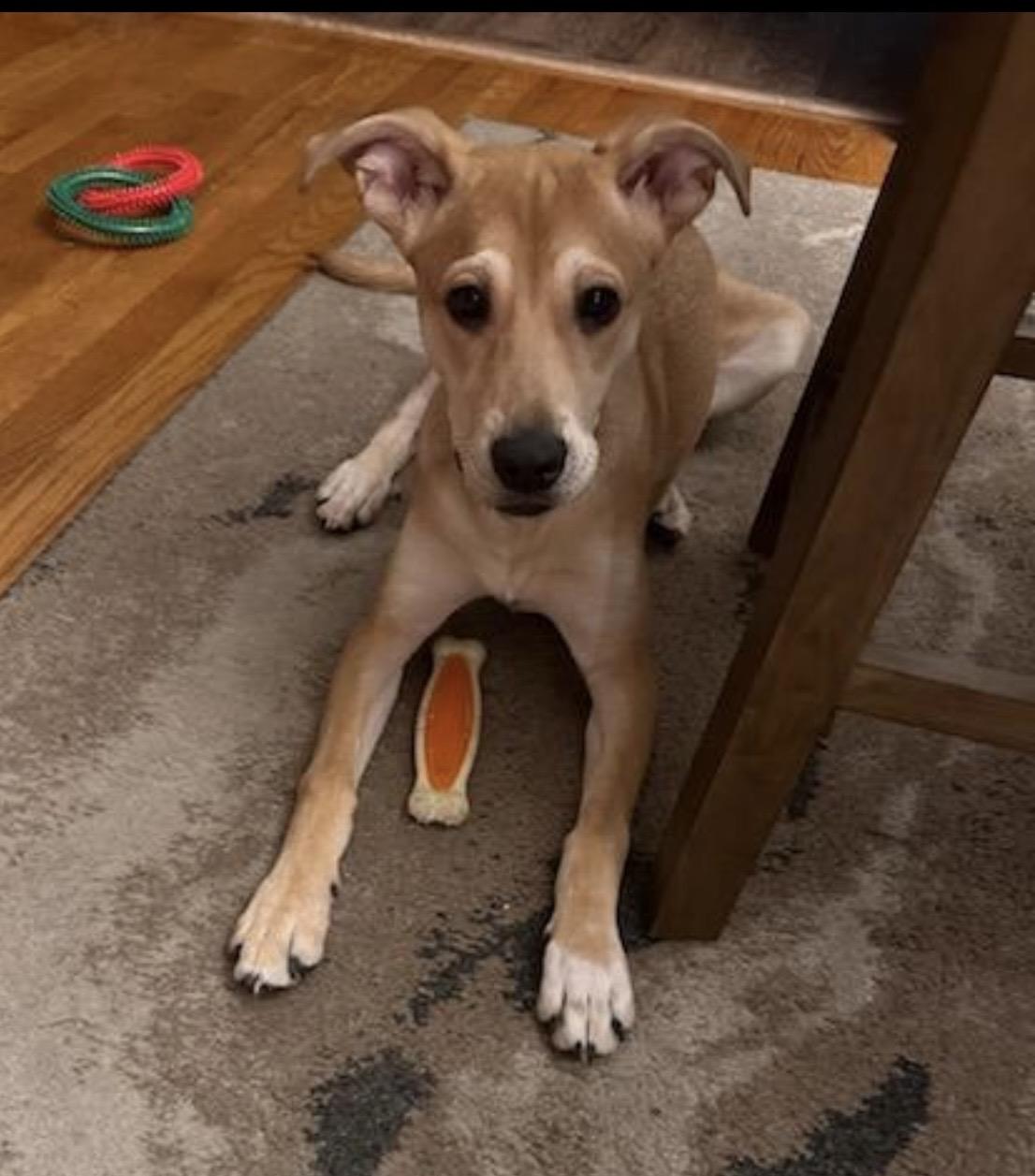 Enlarge Nala, a Adoptable mixed breed in Independence, MO image 1/3