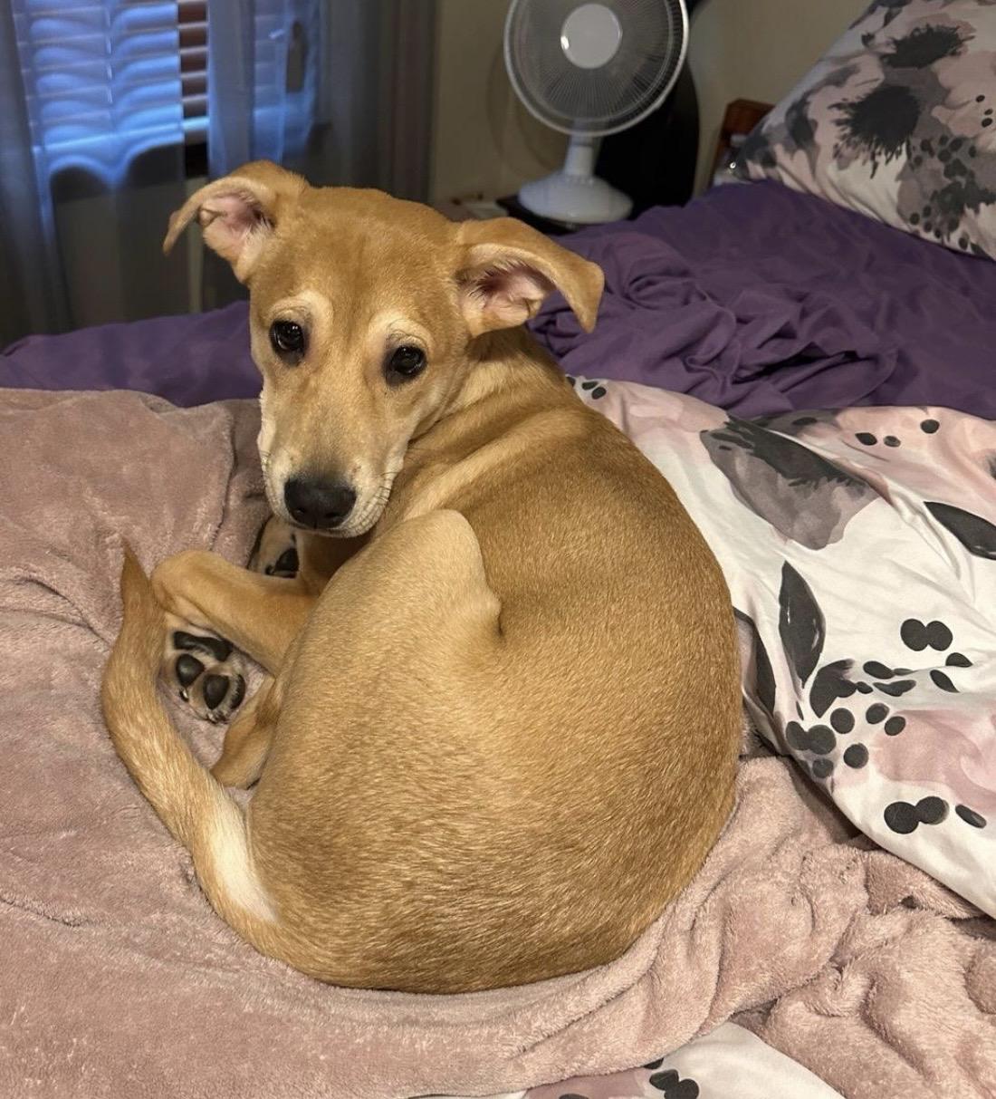 Enlarge Nala, a Adoptable mixed breed in Independence, MO image 2/3