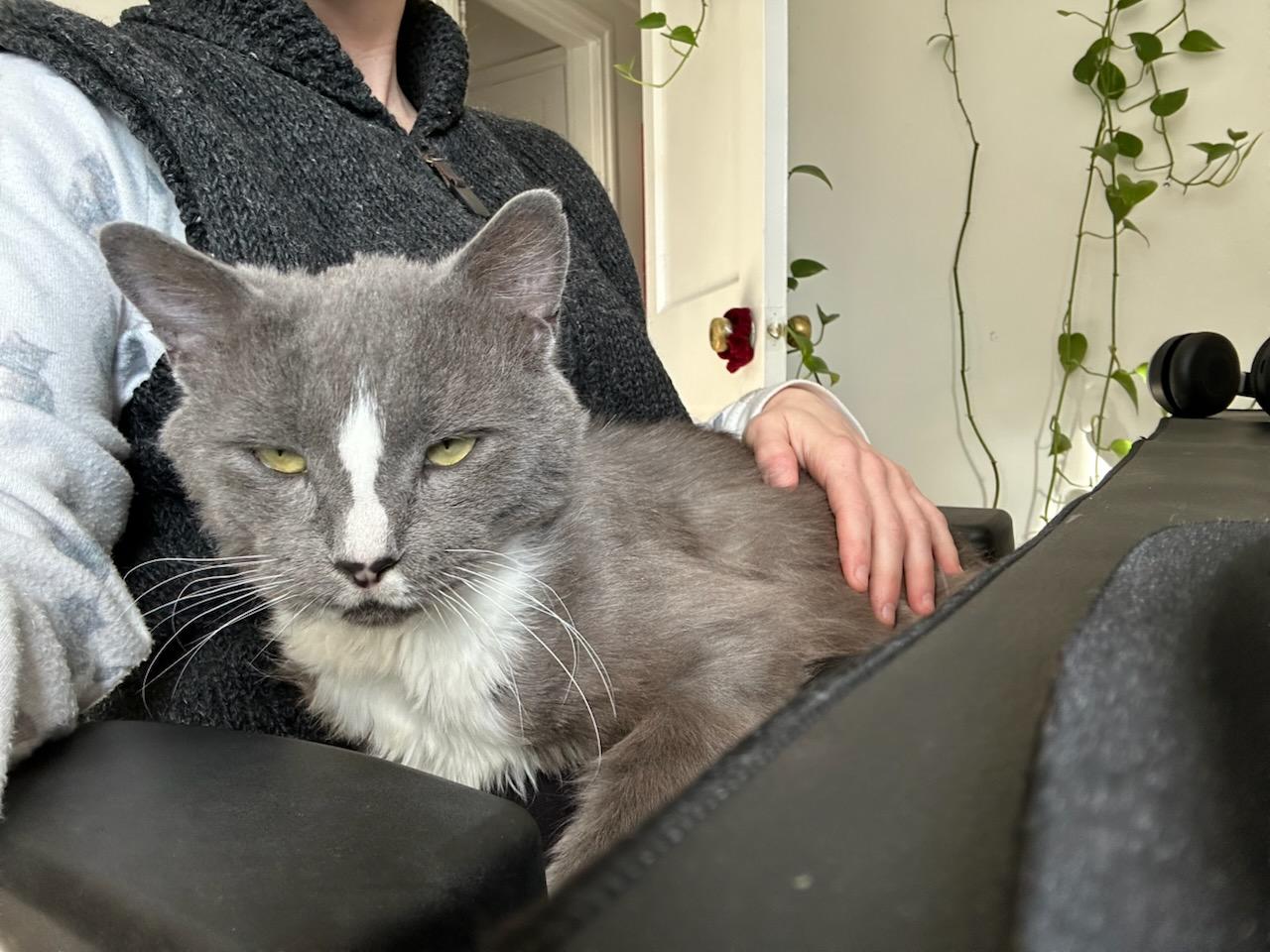 Enlarge Titan, a Adoptable mixed breed in Pittsburgh, PA image 2/6