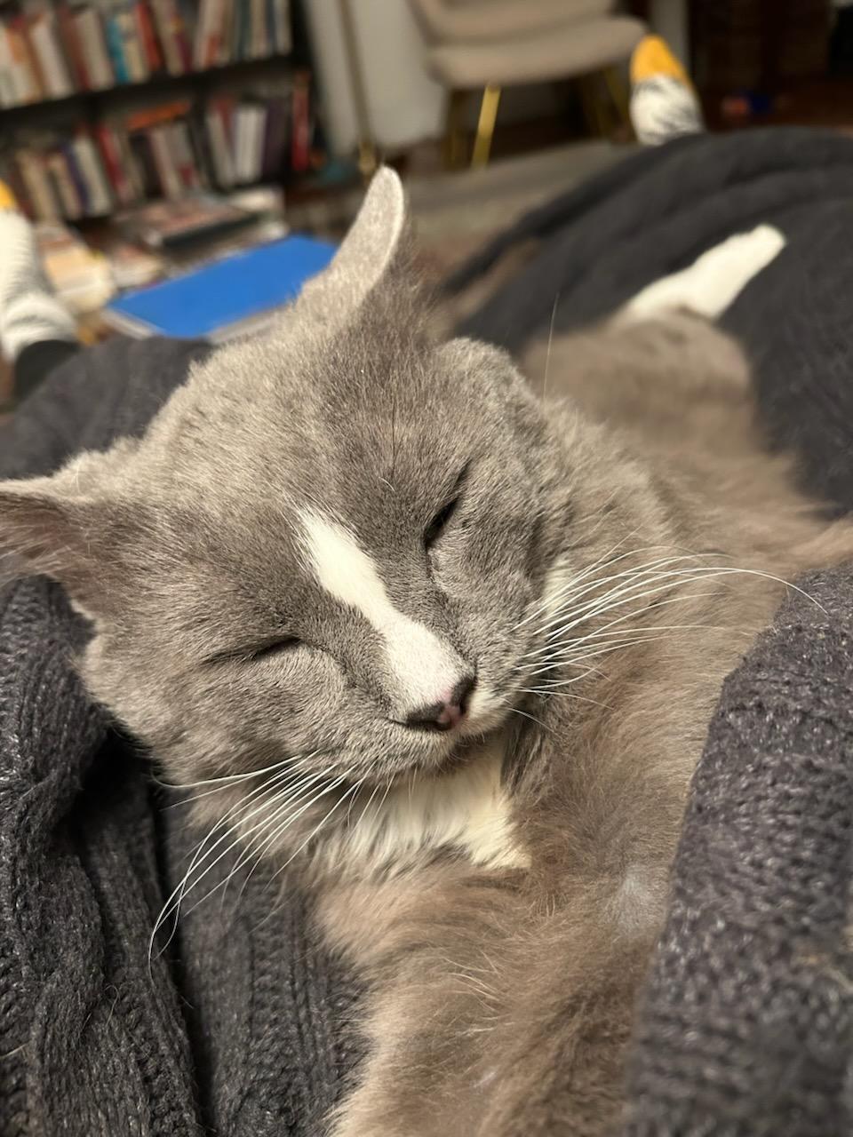 Enlarge Titan, a Adoptable mixed breed in Pittsburgh, PA image 6/6