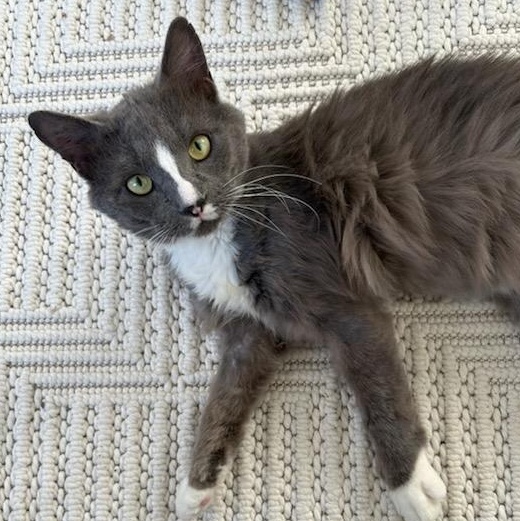 Titan, Adoptable, Adult Male Domestic Short Hair.