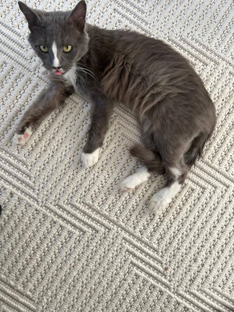 Enlarge Titan, a Adoptable mixed breed in Pittsburgh, PA image 3/6