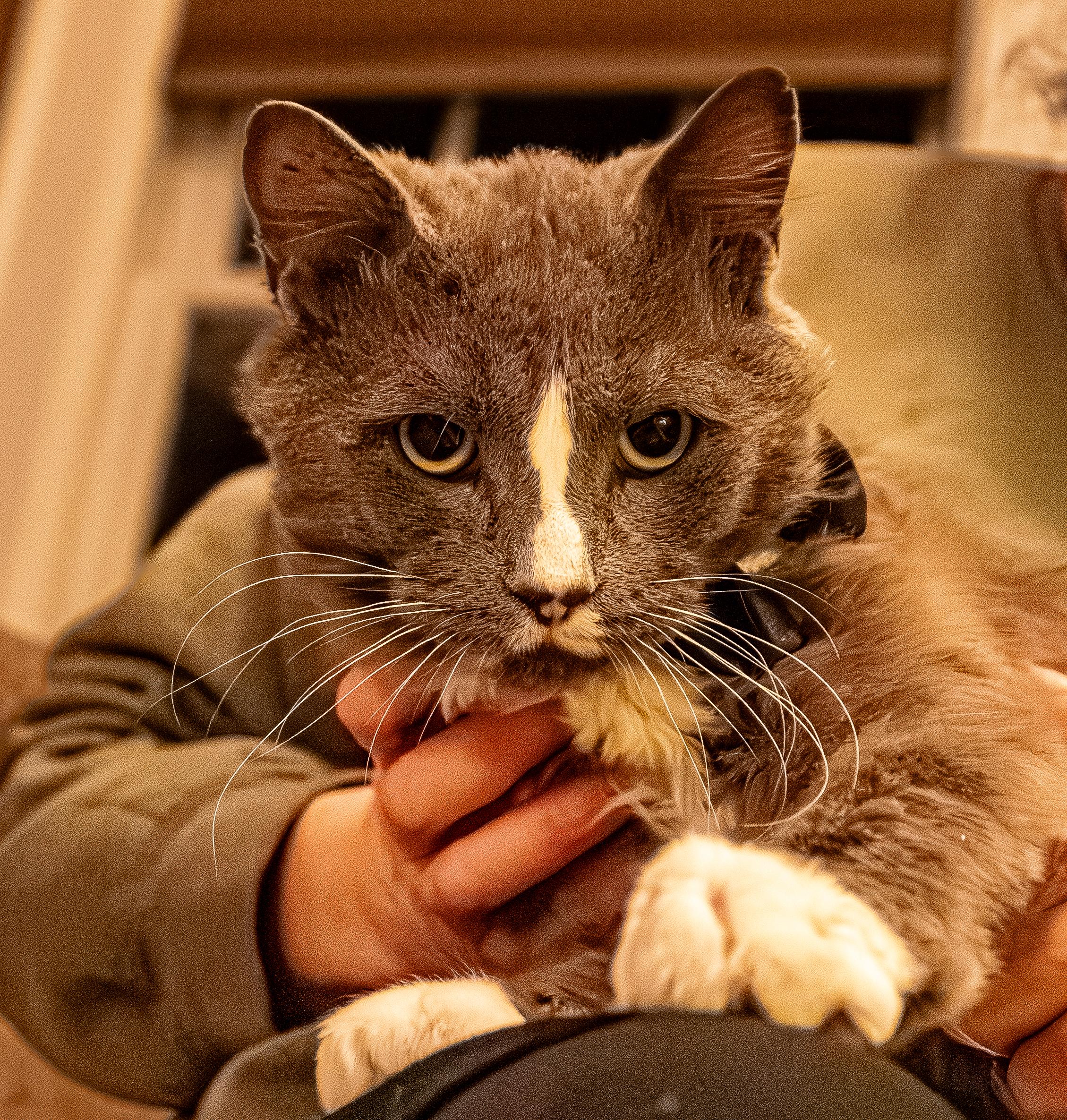 Enlarge Titan, a Adoptable mixed breed in Pittsburgh, PA image 5/6