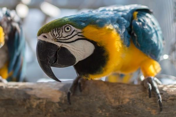 Enlarge Echo, a Adoptable Macaw in Elizabeth, CO image 1/1