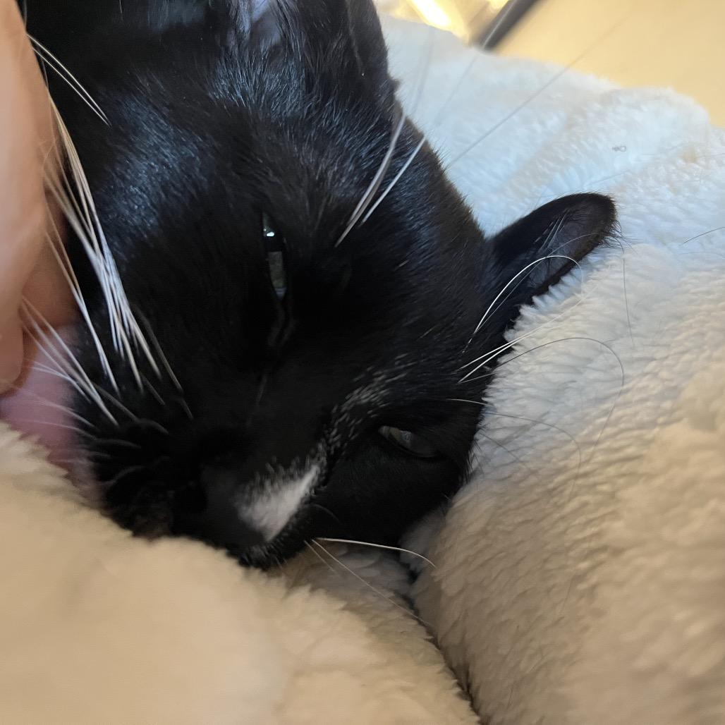 Enlarge Gogo (Go Fish!), a Adoptable Domestic Short Hair in Pacific Grove, CA image 1/6