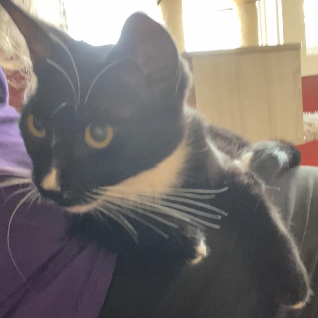 Enlarge Gogo (Go Fish!), a Adoptable Domestic Short Hair in Pacific Grove, CA image 2/6