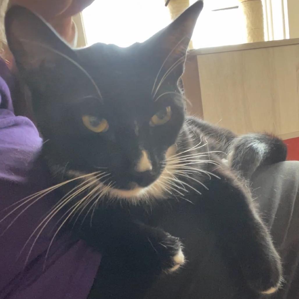 Enlarge Gogo (Go Fish!), a Adoptable Domestic Short Hair in Pacific Grove, CA image 3/6