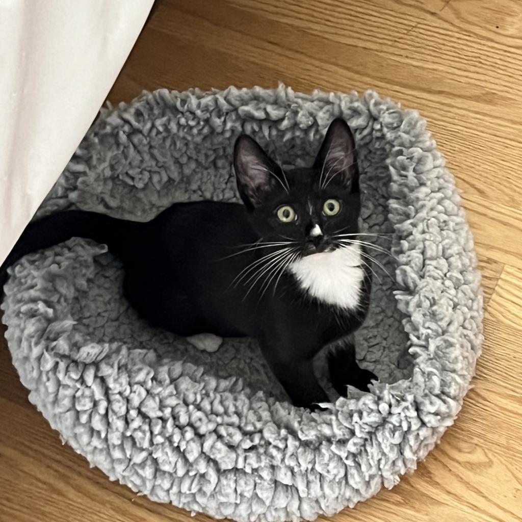 Enlarge Gogo (Go Fish!), a Adoptable Domestic Short Hair in Pacific Grove, CA image 4/6