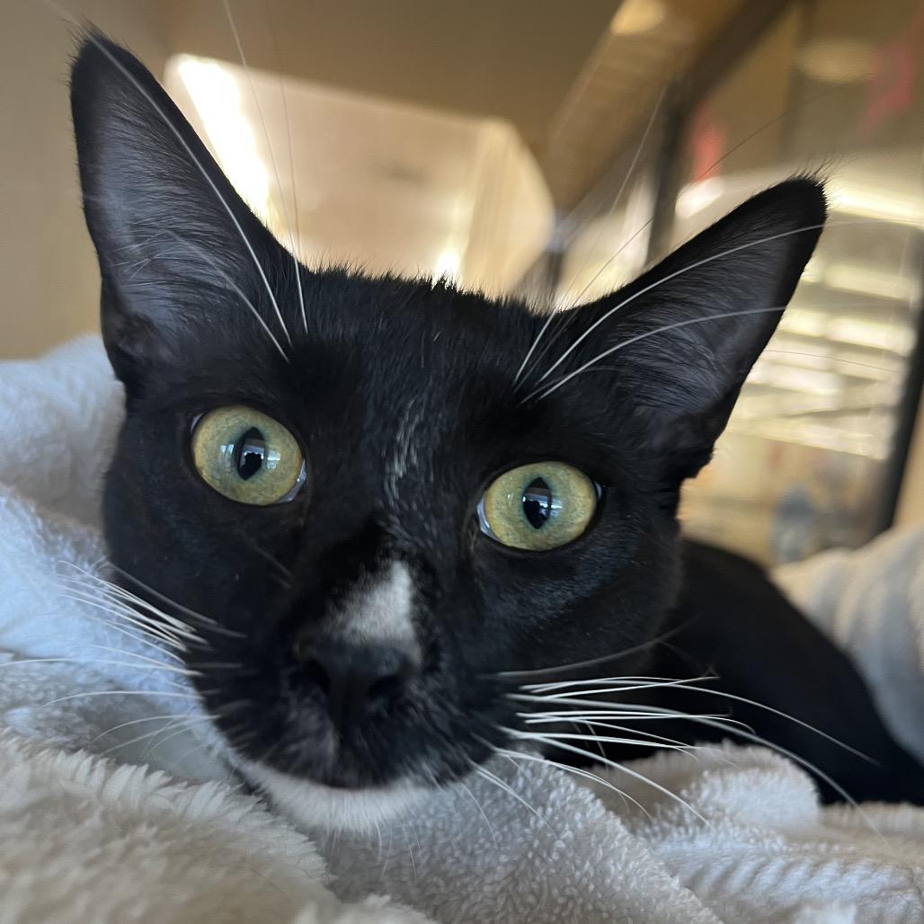 Enlarge Gogo (Go Fish!), a Adoptable Domestic Short Hair in Pacific Grove, CA image 5/6