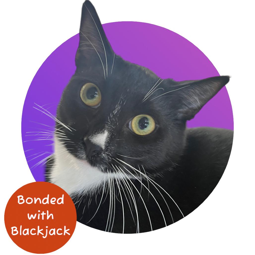 Enlarge Gogo (Go Fish!), a Adoptable Domestic Short Hair in Pacific Grove, CA image 6/6