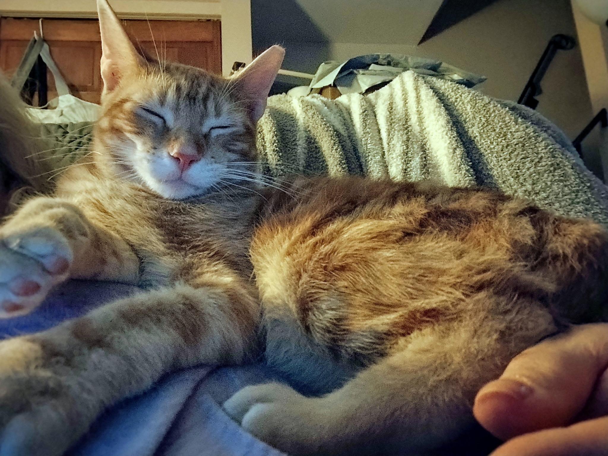 Spice - bonded with Pumpkin, a Adoptable Domestic Short Hair in Rochester, NY image 3/5