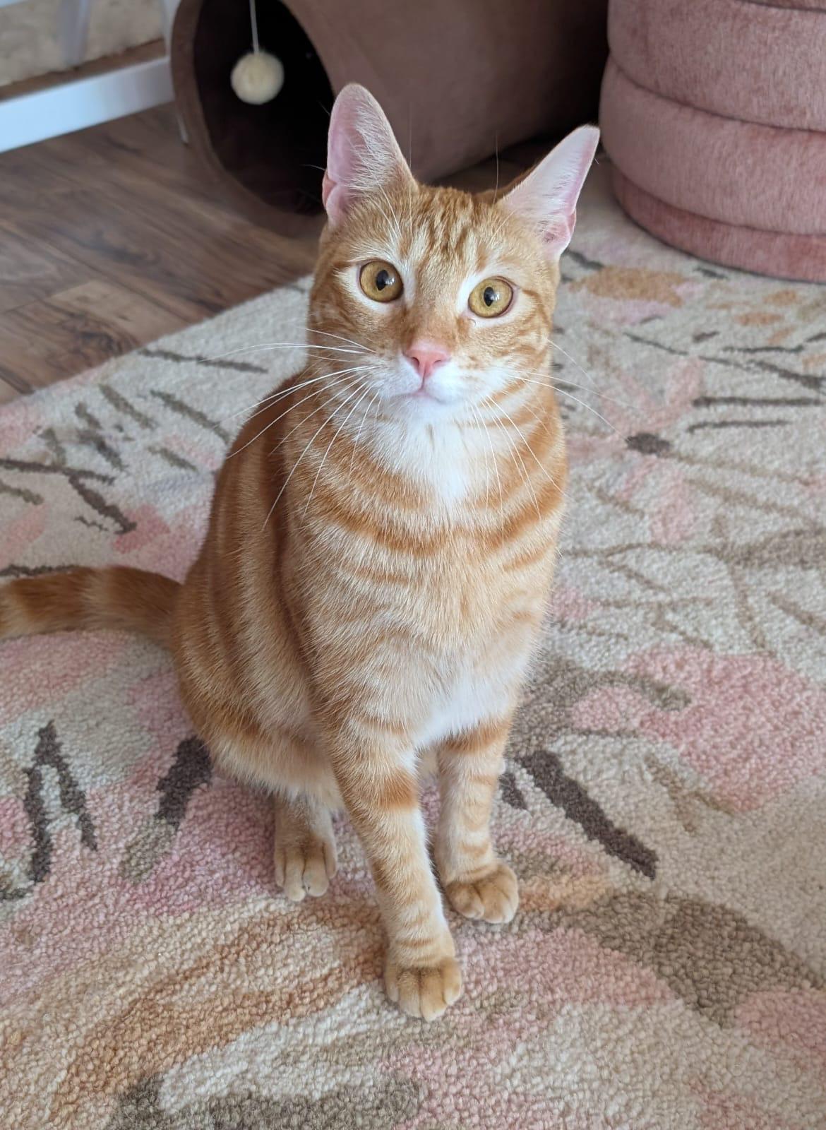Spice - bonded with Pumpkin, Adoptable, Adult Female Domestic Short Hair.