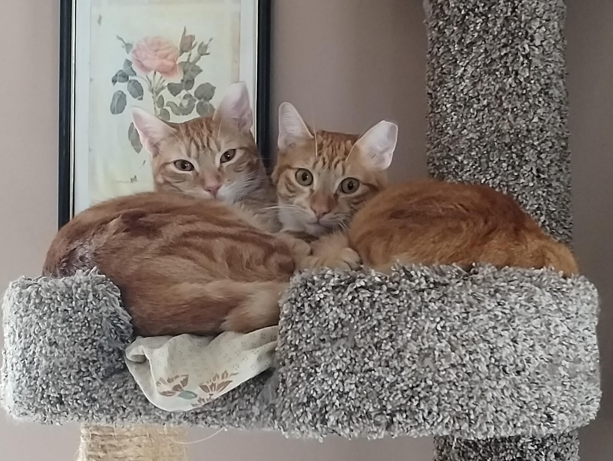 Spice - bonded with Pumpkin, Adoptable, Adult Female Domestic Short Hair.