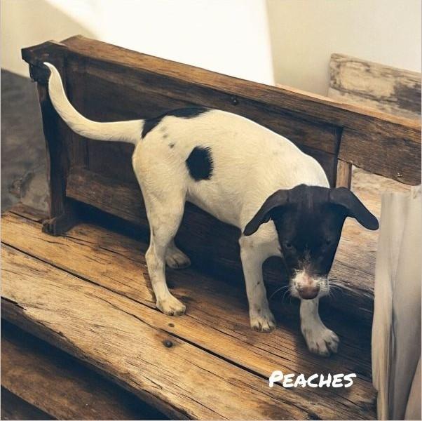 Peaches, Adoptable, Puppy Female Jack Russell Terrier.