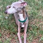 Benedetto (Macaroni) - Katy - I am available for adoption., Adoptable, Senior Male Italian Greyhound.